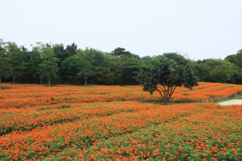 近两万平方米的万寿菊竞相开放、争奇斗艳。谢惠强 摄