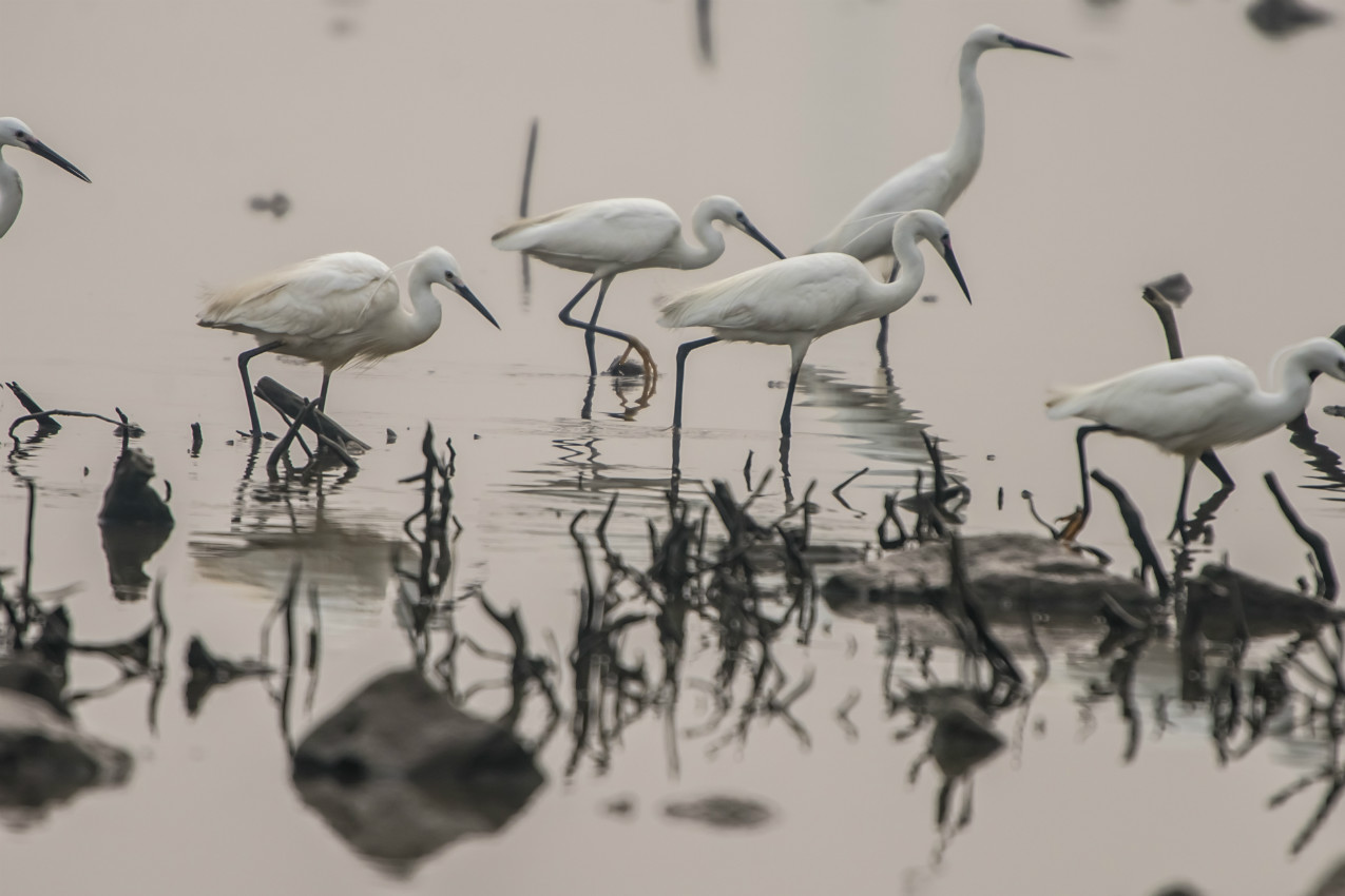 辽宁沈阳：众多鹭鸟在蒲河湿地栖息 构成美丽生态画卷