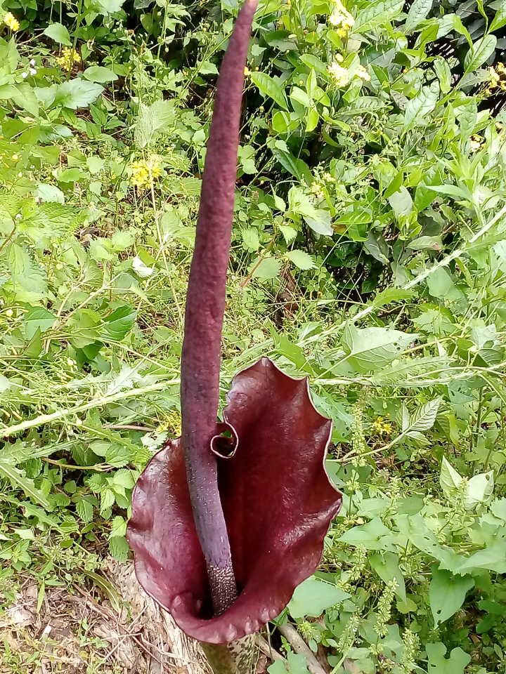 后河保护区花魔芋