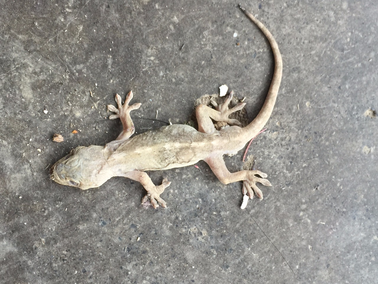 推荐种名(中 多疣壁虎 学名(拉丁名 gekko japonicus 保护区*