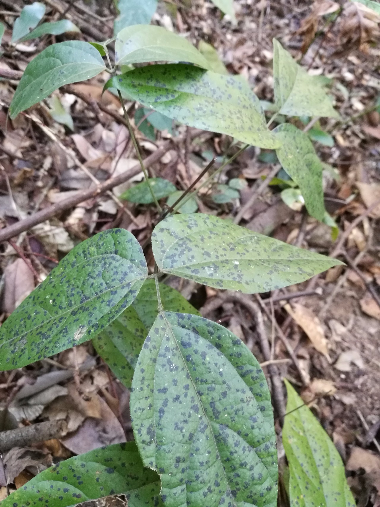 后河 尖叶长柄山蚂蝗 - 中国自然保护区生物标本资源