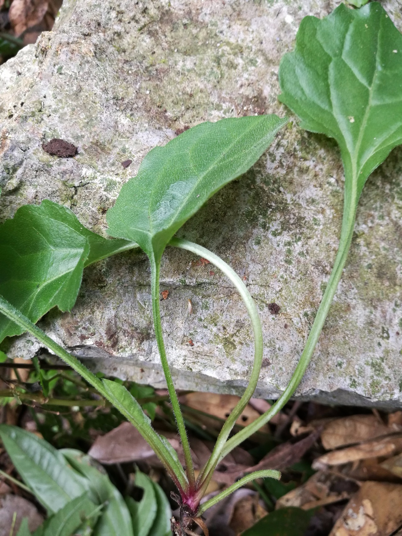 后河三脉紫菀