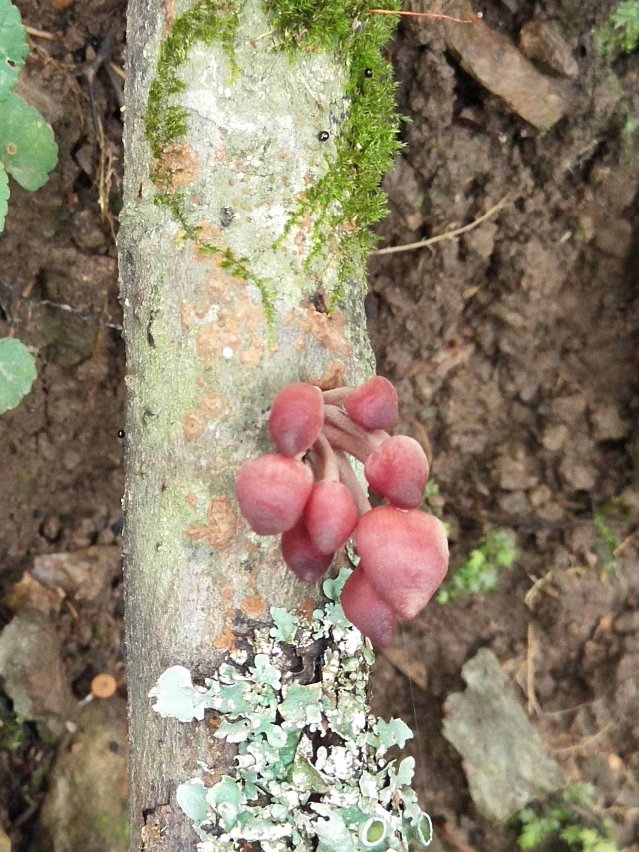 血红小菇