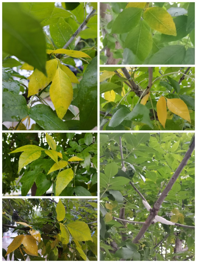 Collage_20231018_194042