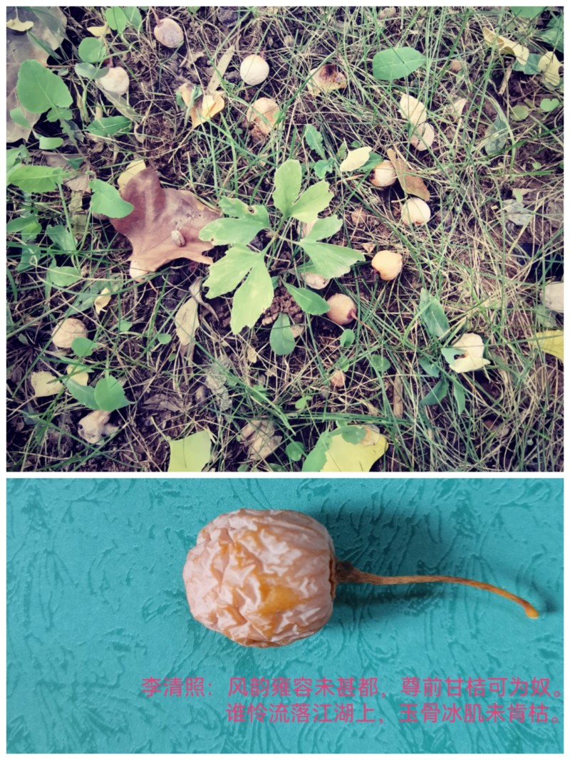 Collage_20230918_100841