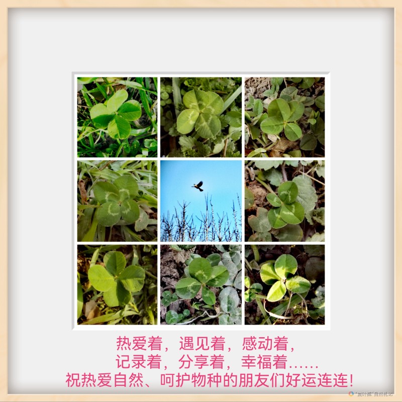 Collage_20240227_113327_edit_589907838050611