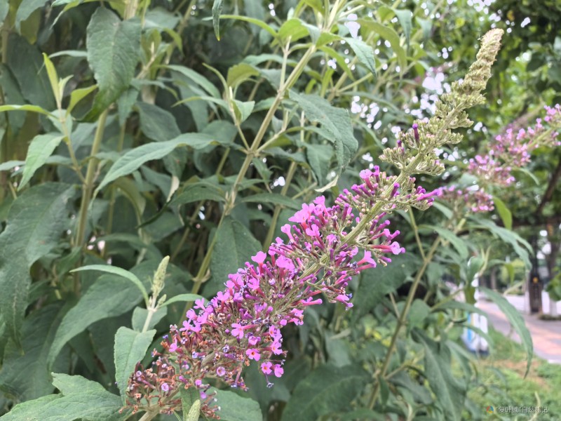 IMG_20240603_172635