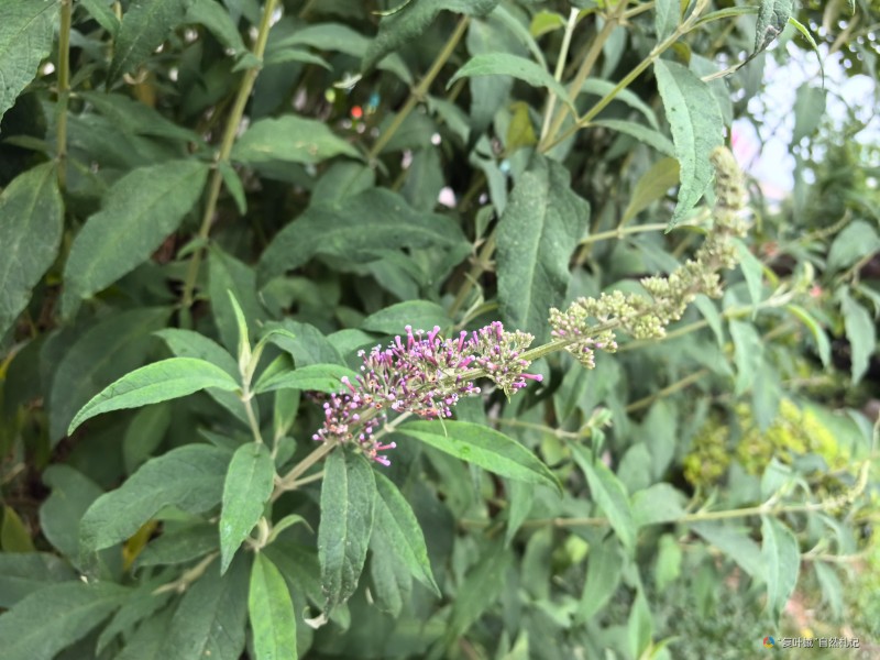 IMG_20240604_075456