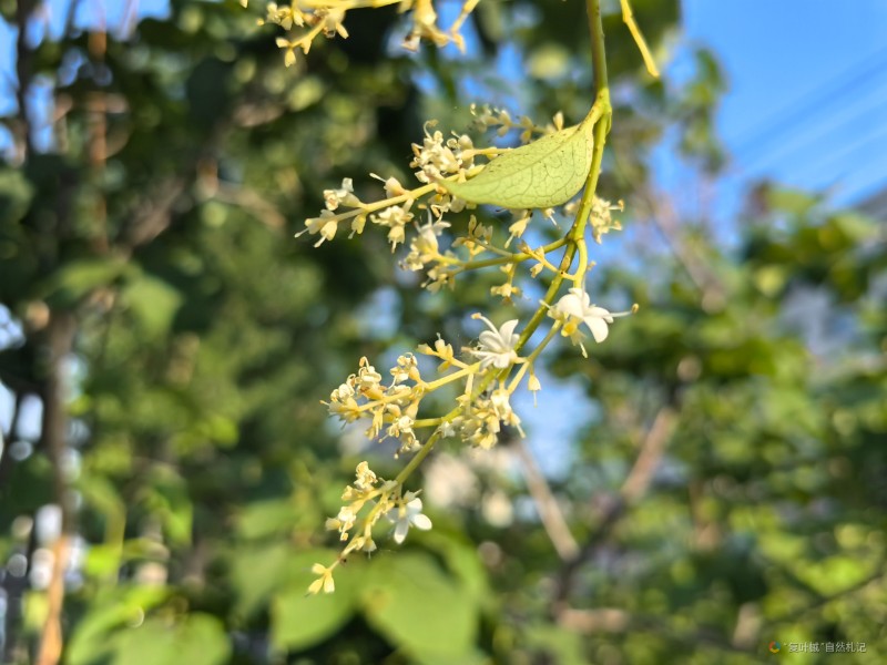 IMG_20240619_063819