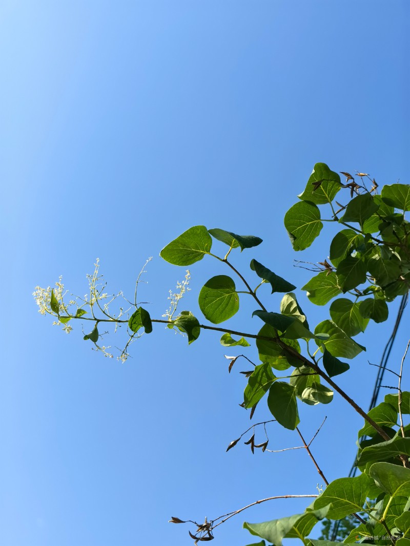 IMG_20240619_063543