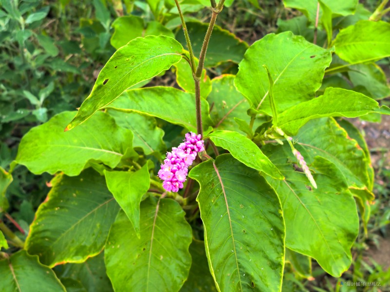 IMG_20240707_095624