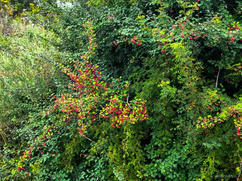 IMG_20240723_164650