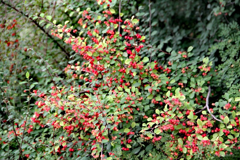 IMG_20240725_083011