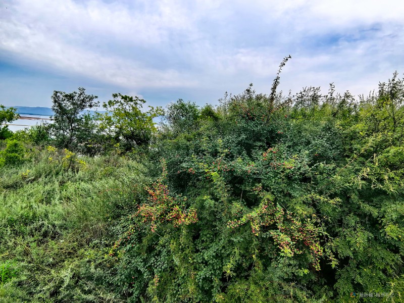 IMG_20240725_083120