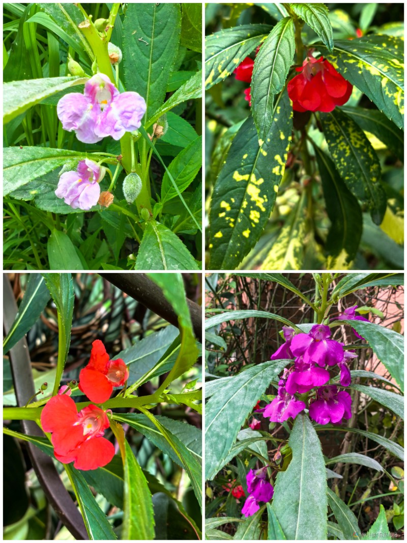 Collage_20240806_232134