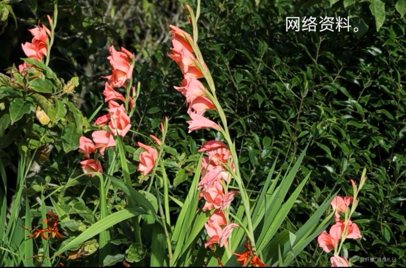 Screenshot_20240811_231157_com.tencent.mm_edit_34848875356660
