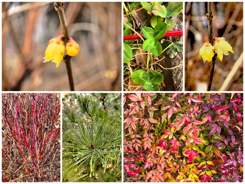 Collage_20250225_002626