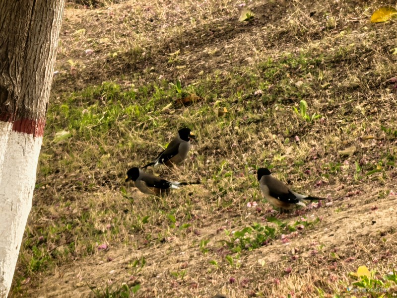 IMG_20250326_094541_1