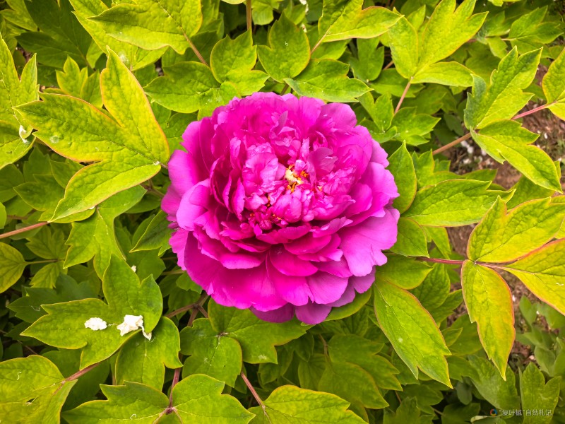 IMG_20250409_113054