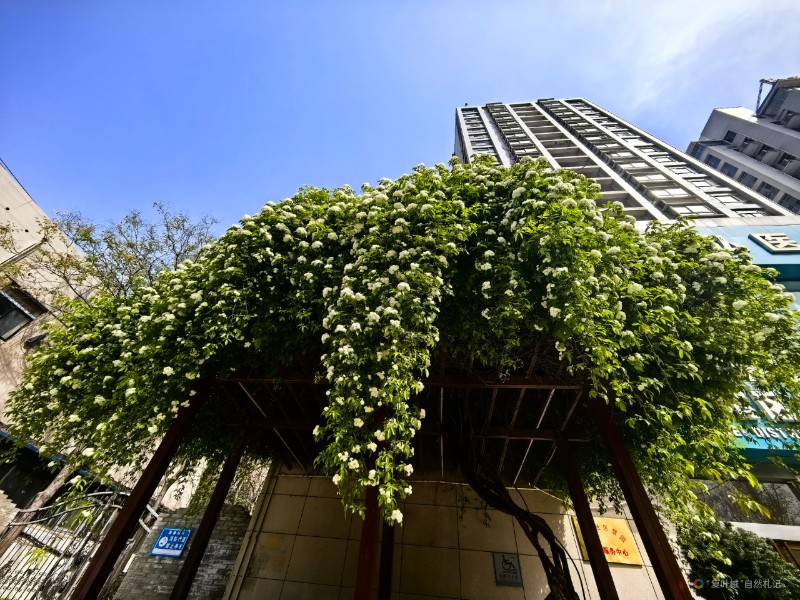 IMG_20250408_104047
