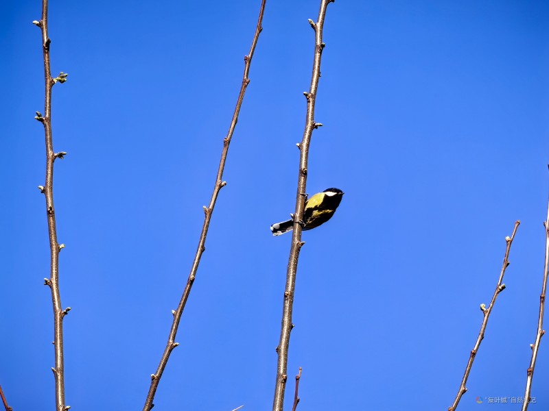 IMG_20250414_083046_1