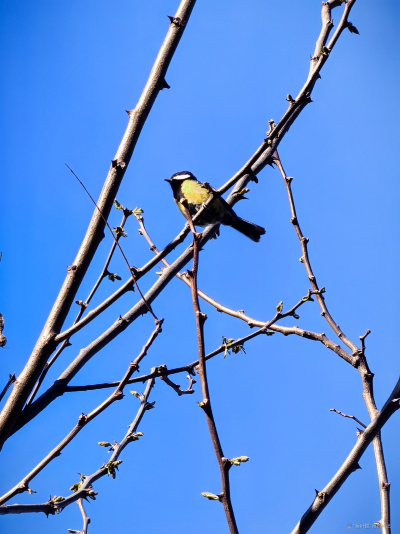 IMG_20250414_083004