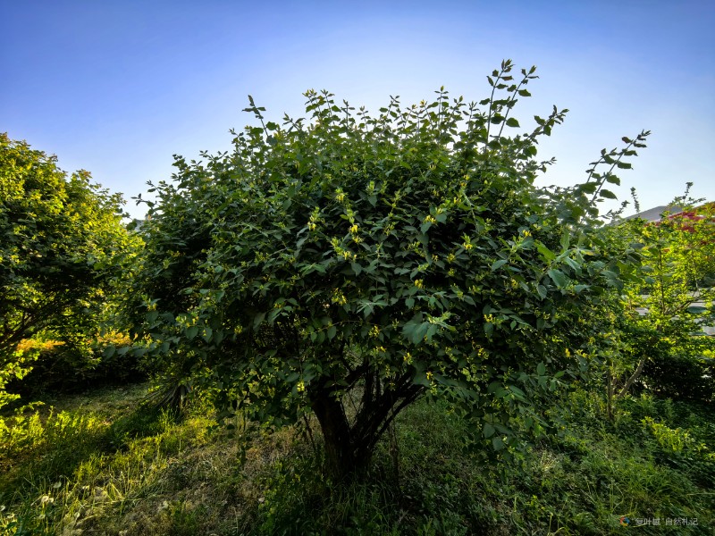 IMG_20250420_180409