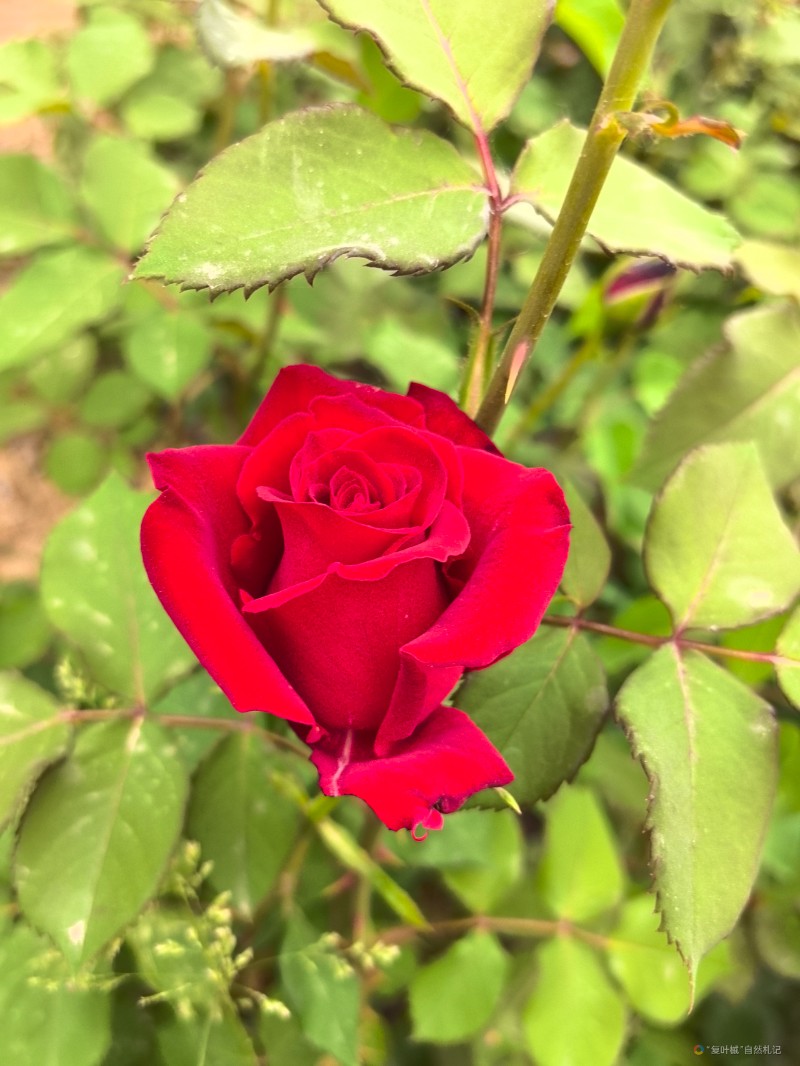IMG_20250426_074811