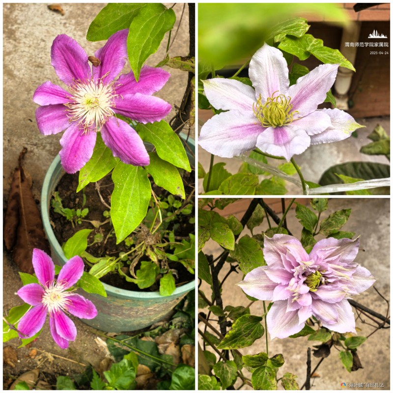 Collage_20250502_074655