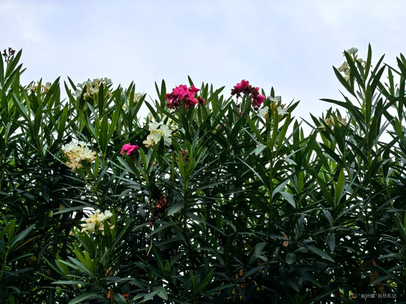 IMG_20240707_092228