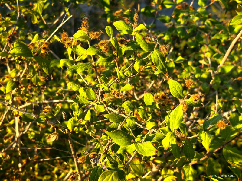 IMG_20250729_072511