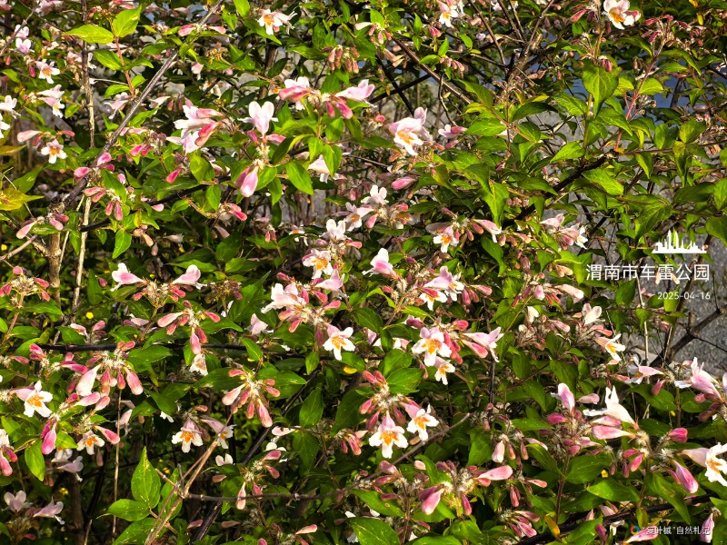 IMG_20250729_100209