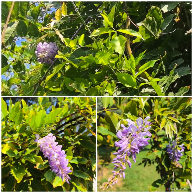 Collage_20250802_223743