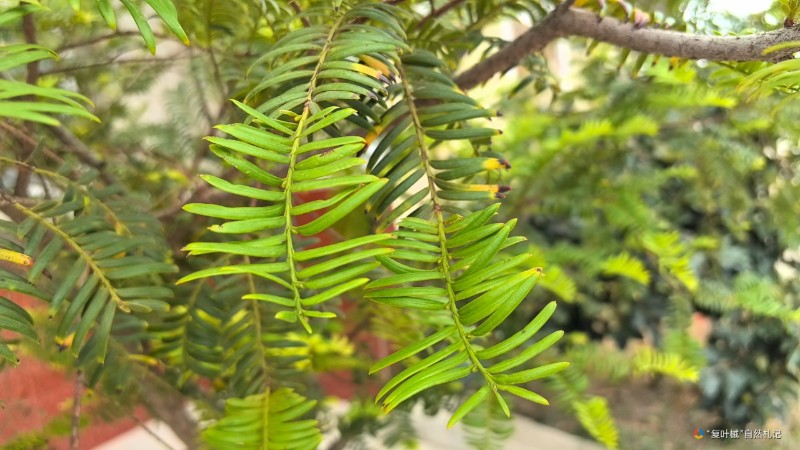 wx_camera_1756353783343