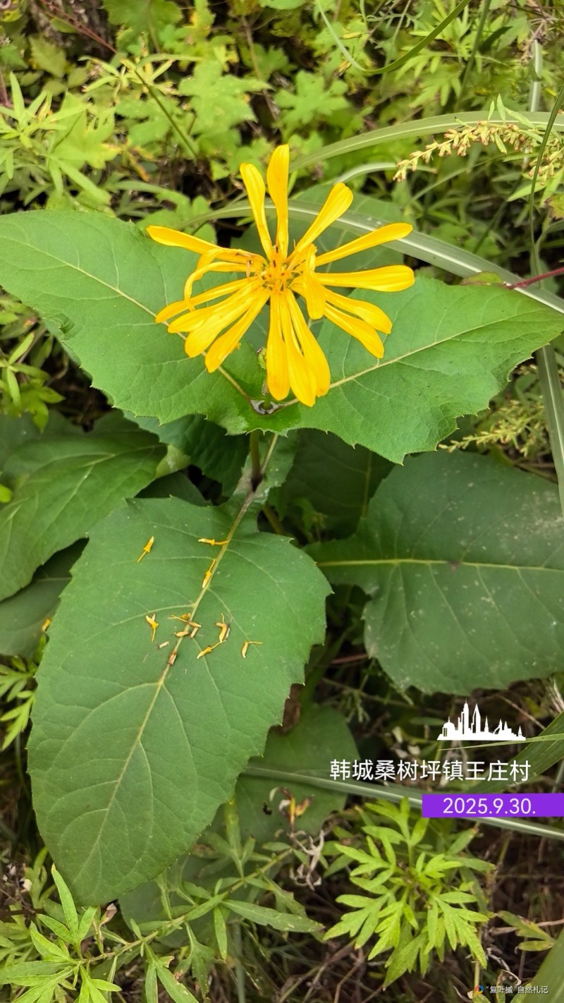 wx_camera_1759217573950_edit_4197382487379