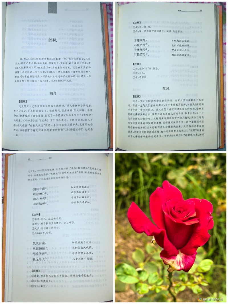 Collage_20251004_091506