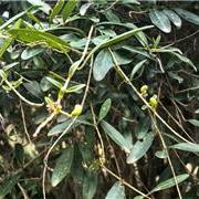 蜡子树
