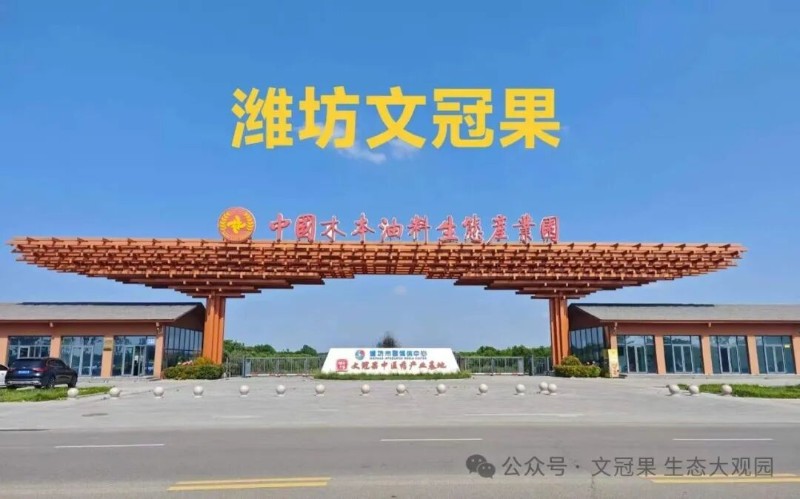 文冠果种植林