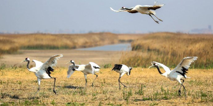 珍惜中国滨海湿地，保护海洋生物多样性