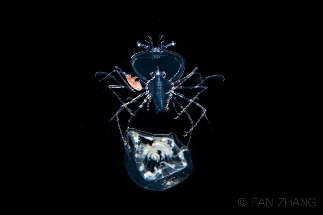 龙虾叶形幼体驾驭水母