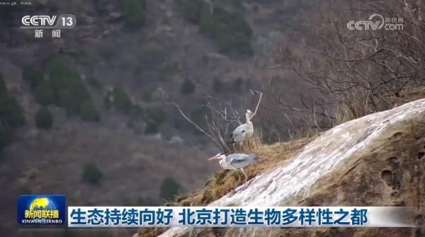 生态持续向好 北京打造生物多样性之都