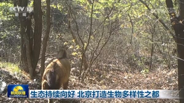 生态持续向好 北京打造生物多样性之都