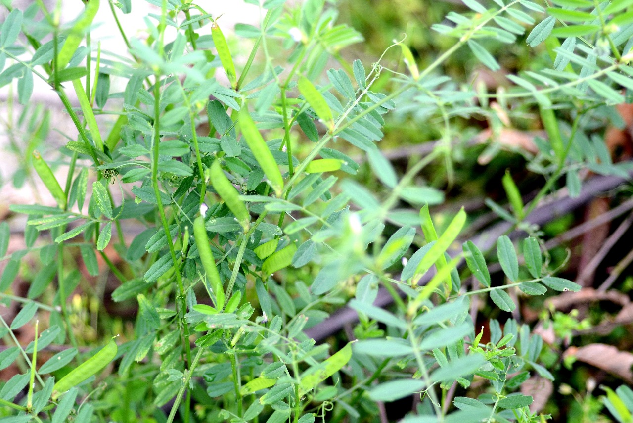 高望界保护区植物救荒野豌豆一