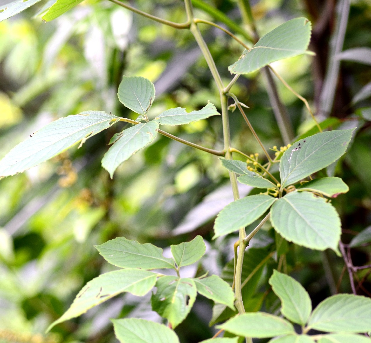 高望界保护区植物白毛乌蔹莓一