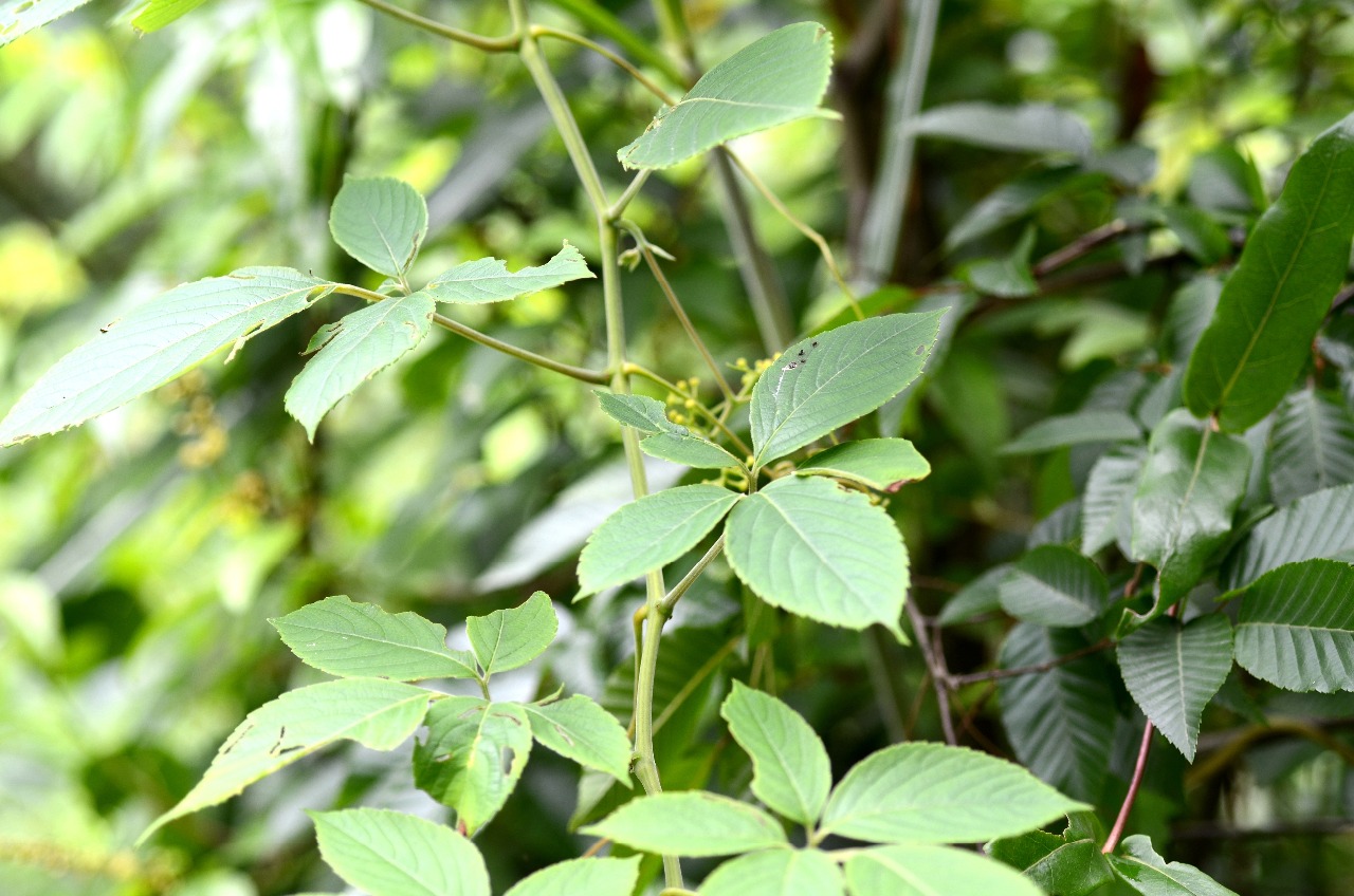 高望界保护区植物-白毛乌蔹莓(四)