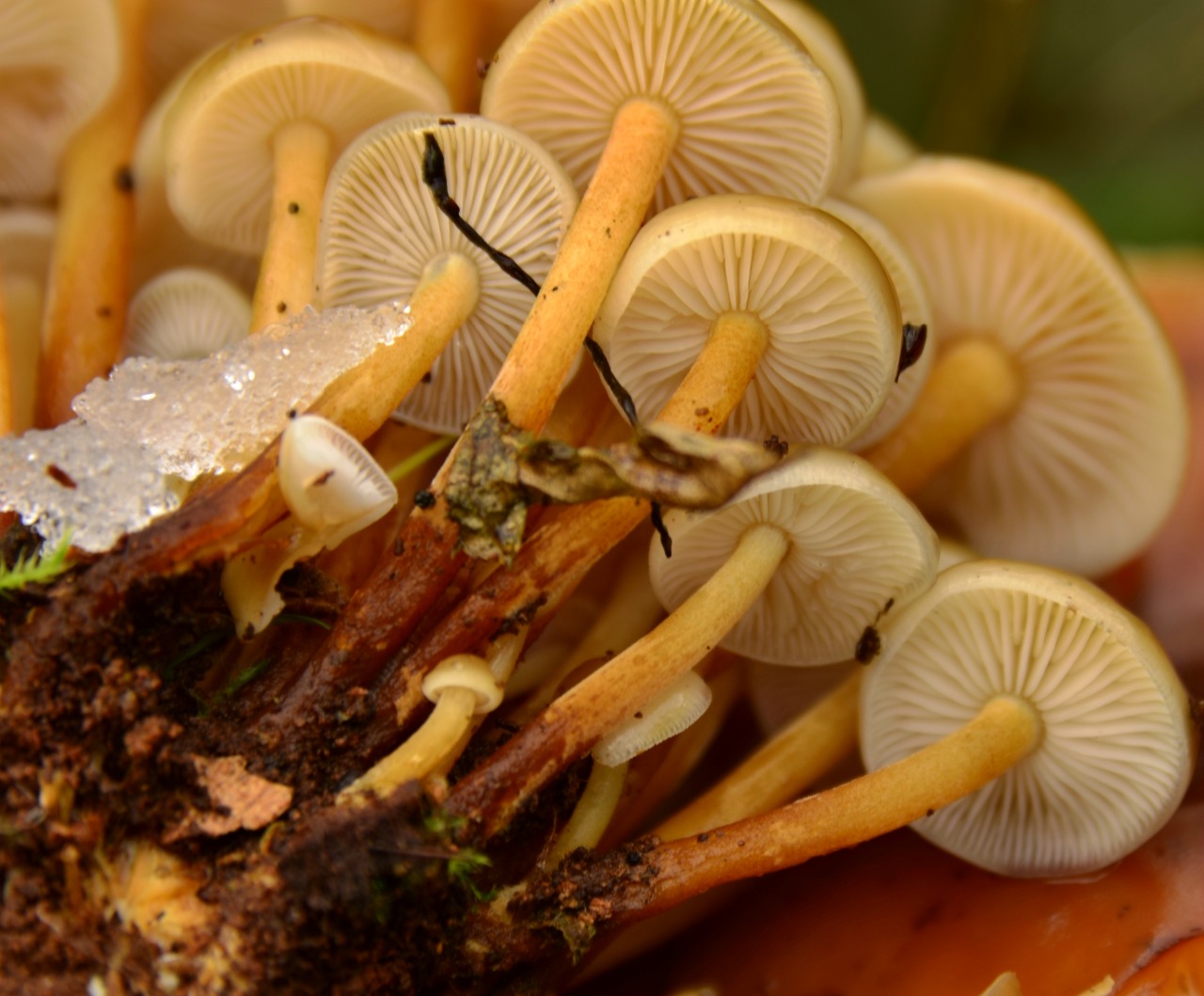 CHI-菌菇.藏在陆地的一片珊瑚海|摄影|其他摄影|七七Chiquita - 原创作品 - 站酷 (ZCOOL)
