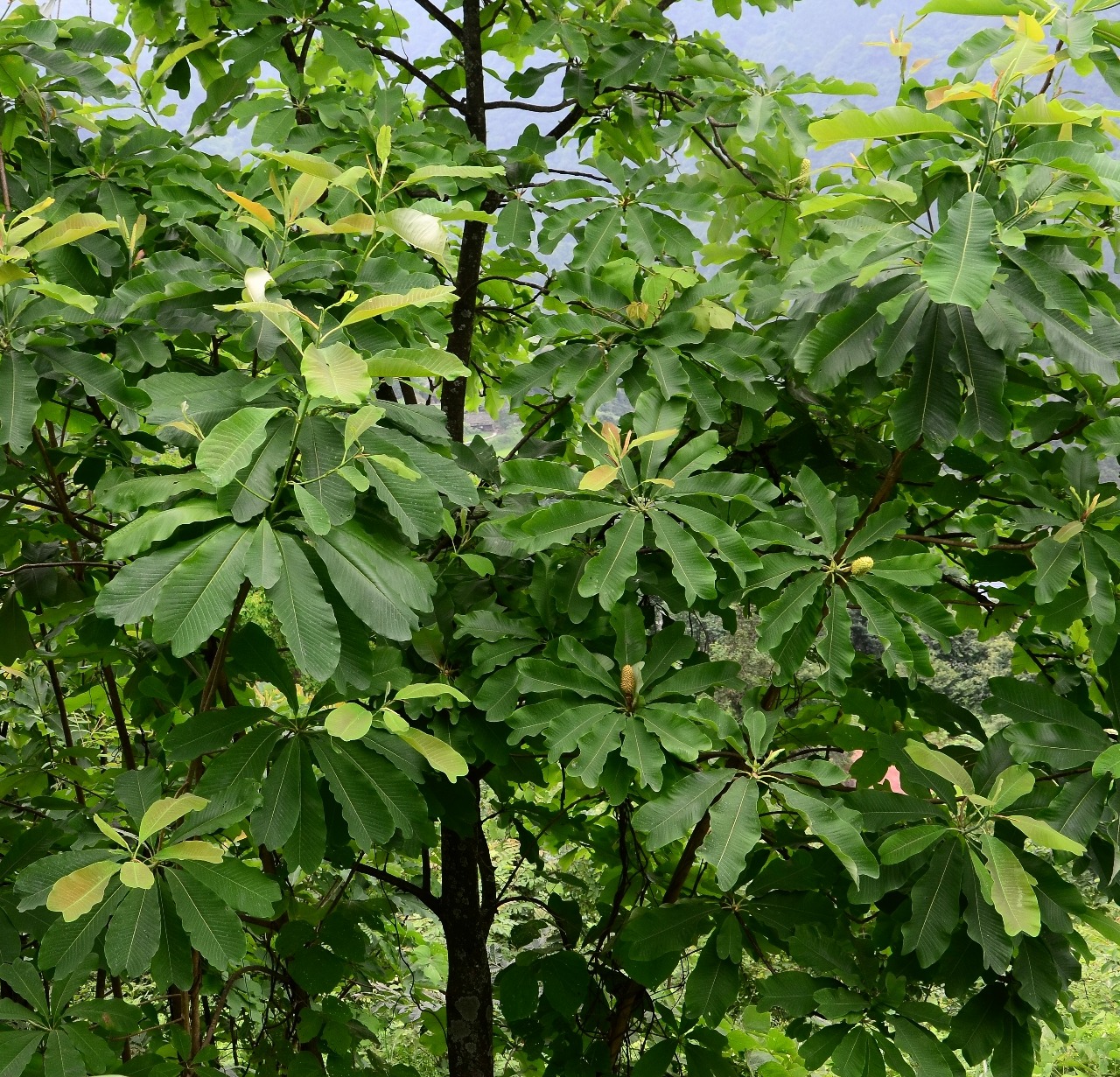 高望界保护区栽培植物－凹叶厚朴（二） - 中国自然保护区生物标本资源 