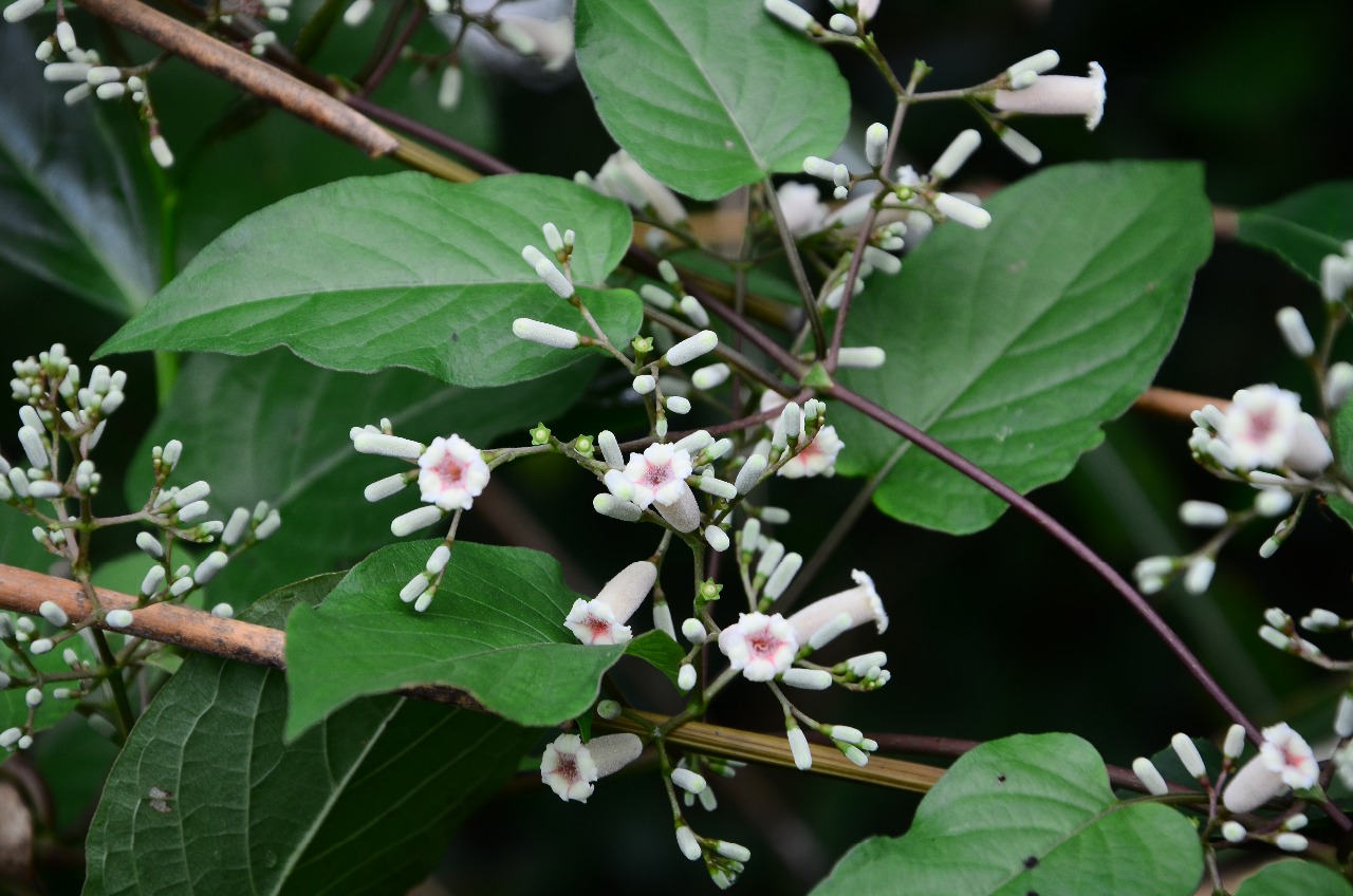 武夷山植物鸡矢藤二