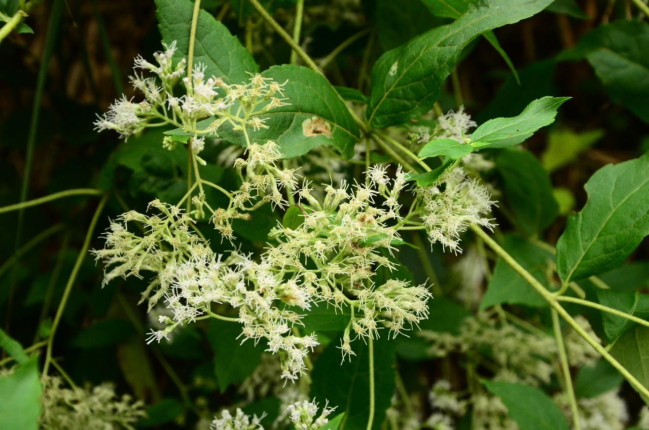 高望界植物多须公三