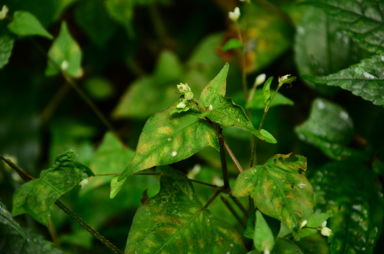 小溪植物戟叶蓼5